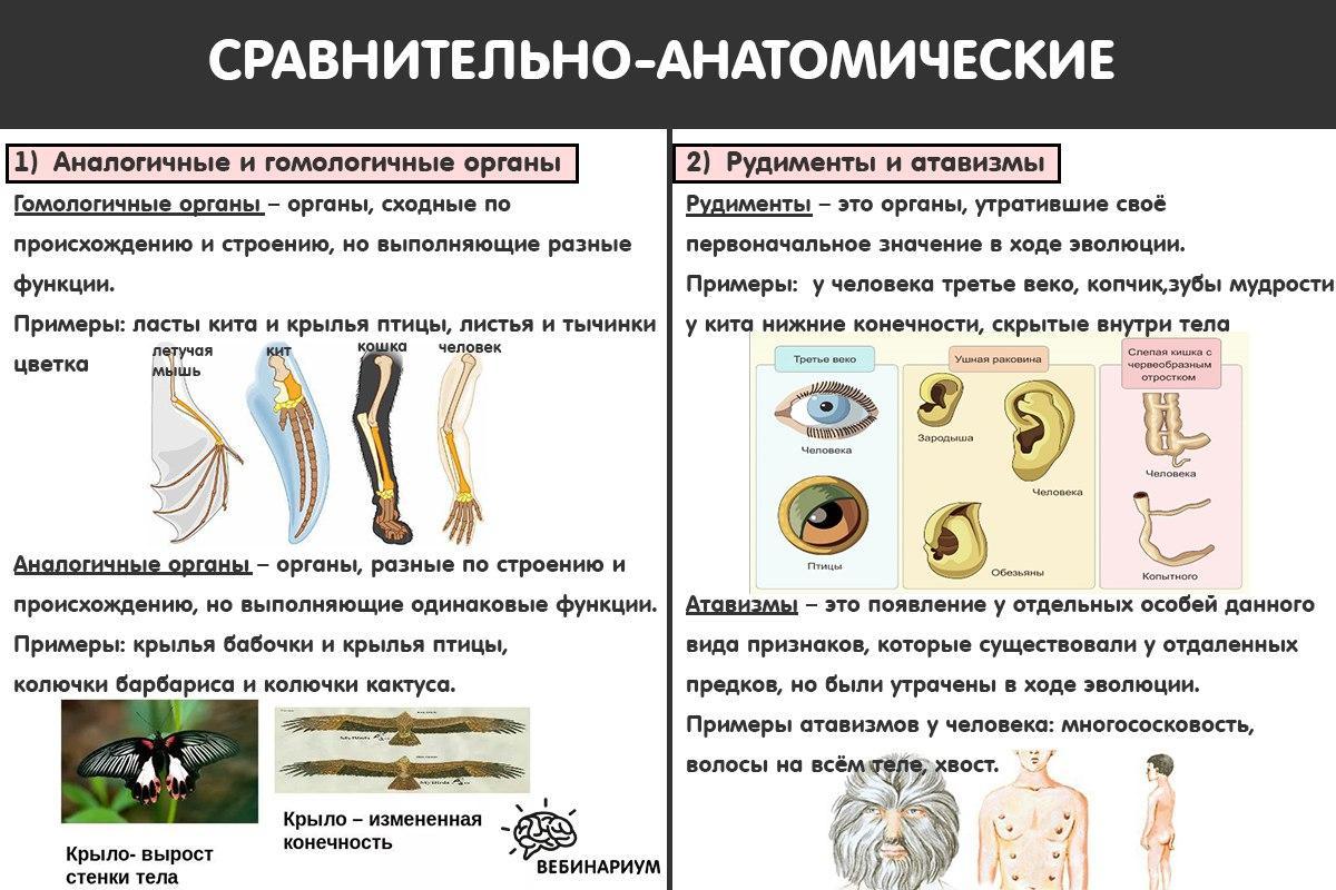 На рисунках представлено одно из доказательств эволюции какая наука предоставляет такого рода