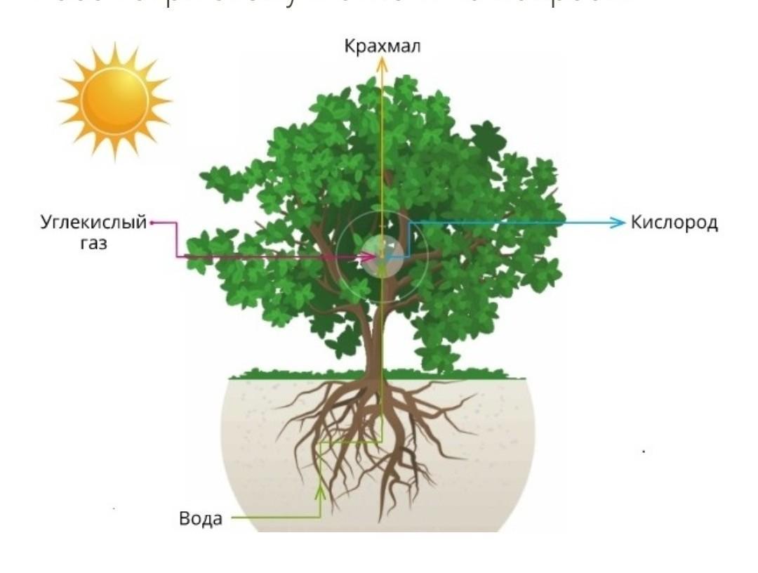 На представленном ниже рисунке зафиксирован один из процессов жизнедеятельности растений рассмотрите