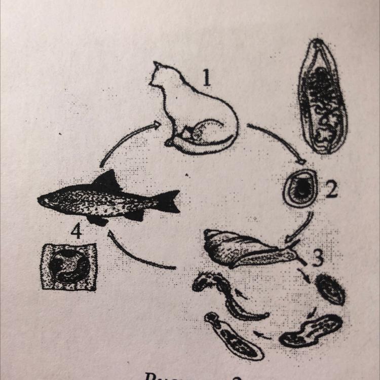 Рассмотрите рисунок 2 на котором представлен цикл развития печеночного сосальщика и ответьте вопросы