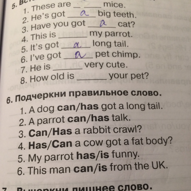 Cows have got short tails исправь