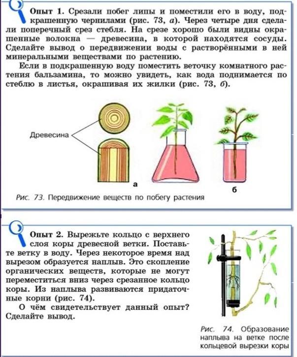 Биология 6 класс рисунок 101