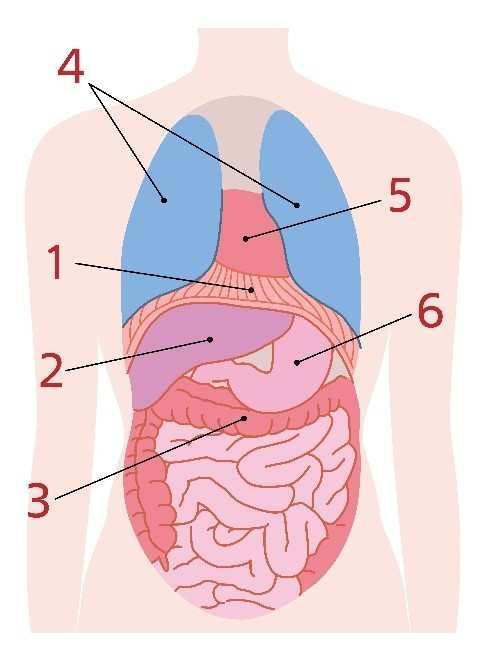 На рисунке изображены внутренние органы