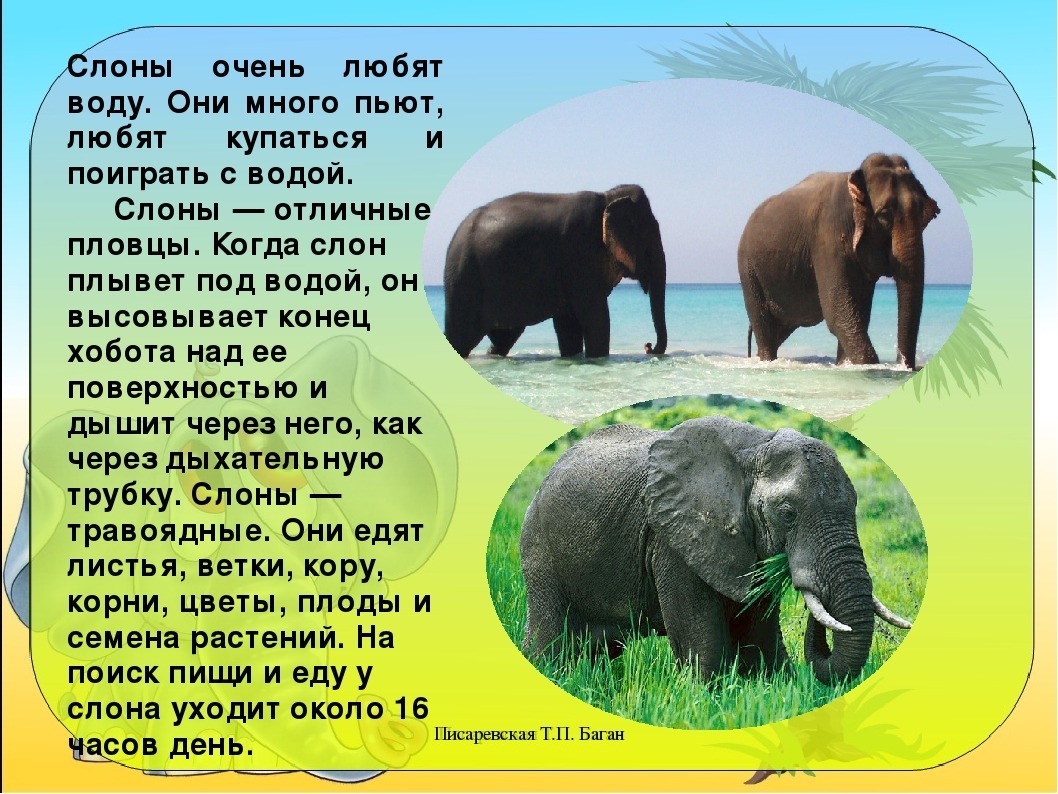 Слон рассказ окружающий мир. Где живут слоны. Доклад про слонов. Слоны 1 класс. Рассказ о слонах.