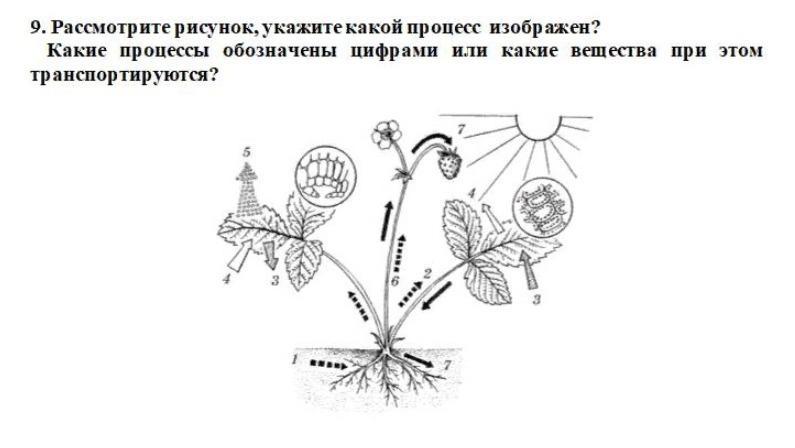 Рассмотри схему фотосинтеза какое вещество обозначено цифрой 3