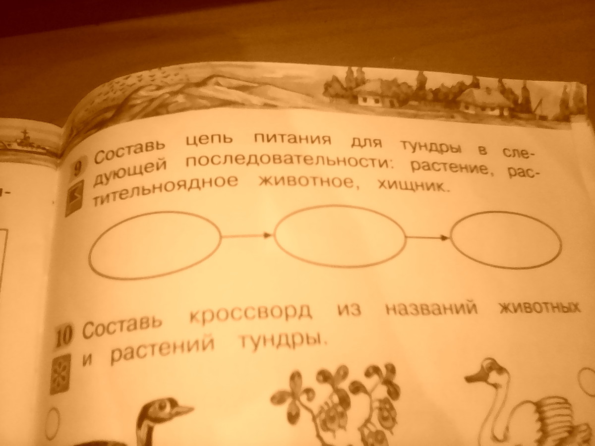 Составь характерные. Составь цепь питания тундры. Схема питания в тундре. Схема цепи питания характерной для тундры. Схема питания тундры окружающий.