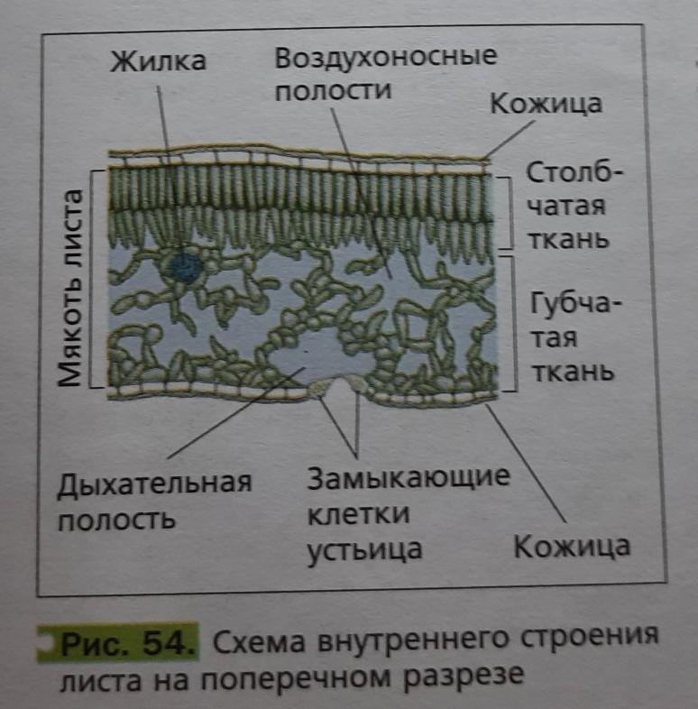 Состав листа входит. Столбчатая ткань листа 6кл. Строение жилки листа. Ткани жилки листа. Строение жилки.