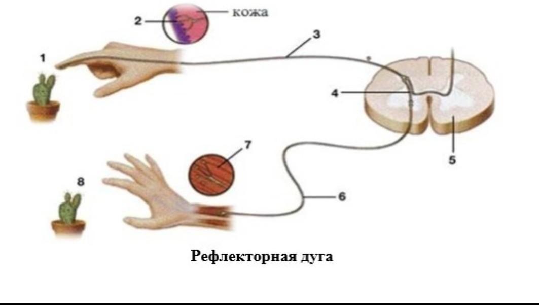 Рефлекс биология. Рефлекторная дуга человека схема. Рефлекторная дуга схема с чайником. Схема рефлекса отдергивания руки. Рефлекторная дуга отдергивания руки от горячего предмета.