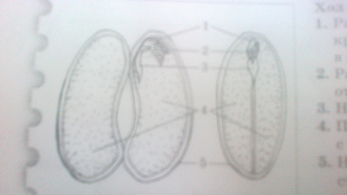 Названия частей семени указанных цифрами. Напишите названия частей семени указанных цифрами на рисунке. Напишите названия частей семени указанных цифрами на рисунке ответ. Напишите название части семени уазынами цифрами на рисунке.