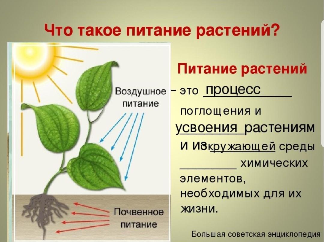 Во время фотосинтеза растения поглощают воду. Питание растений. Схема питания растений. Процесс питания растений. Питание растений биология.