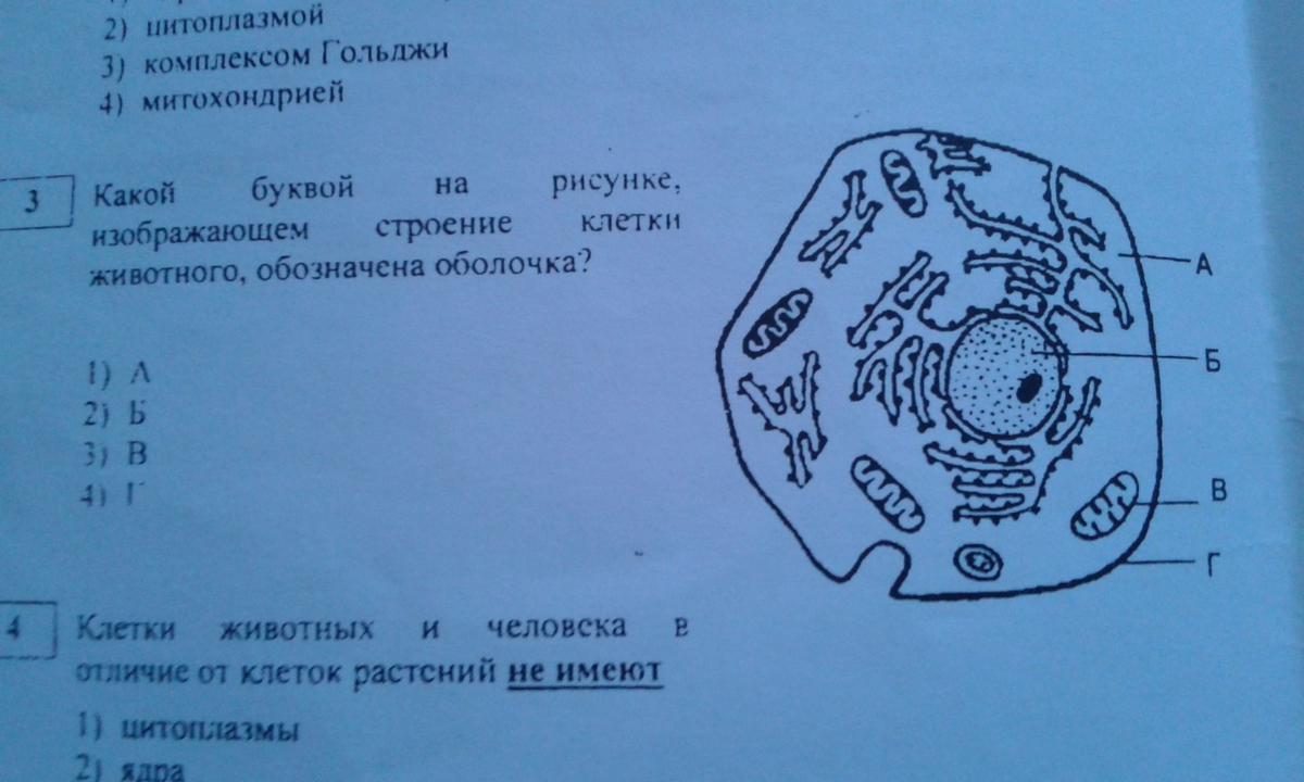 На рисунке оболочка обозначена цифрой. Животная клетка за пятый класс. Клеточная мембрана рисунок 5 класс биология. Животная клетка за пятый класс без подписей и стрелок. Животная клетка рисунок с буквами для детей.