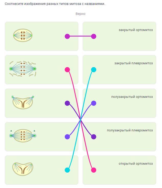 Соотнести изображения с названиями. Соотнесите изображения разных типов митоза с названиями.. Типы митоза. Полузакрытый ортомитоз. Полузакрытый митоз.