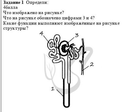 Определи какой цифрой на рисунке обозначена. Какая структура изображена на рисунке. Что изображено на рисунке что обозначено на нем цифрами 1-3. Какая структура изображена на рисунке что обозначено а. Что обозначено на рисунке цифрой 3.