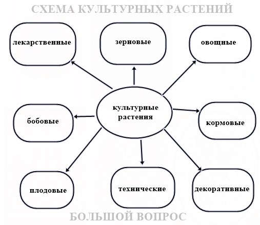 Схема культурных растений