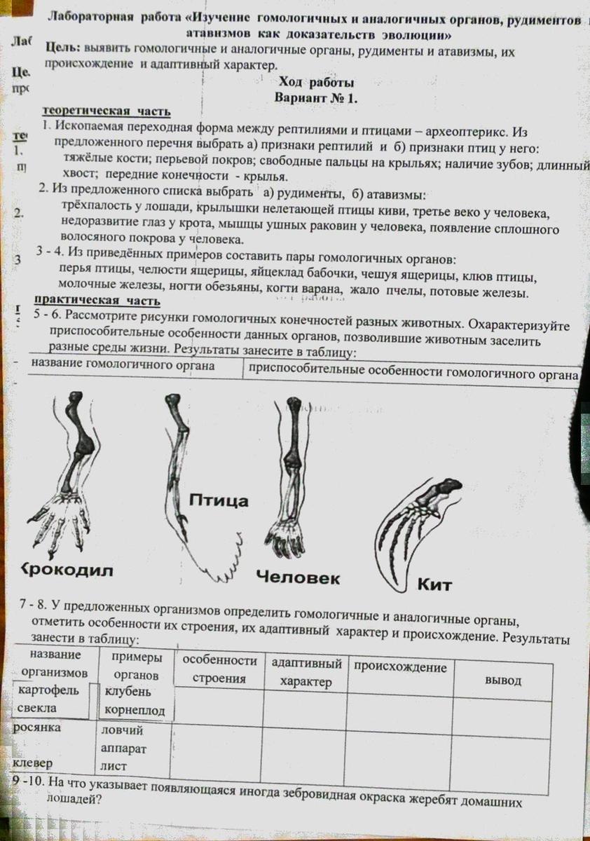 Гомологичные органы доказательства эволюции. Аналогичные и гомологичные органы таблица. Гомологичные и аналогичные органы примеры таблица. Таблица всех гомологичных и аналогичных органов. Гомологические и аналогические органы таблица.