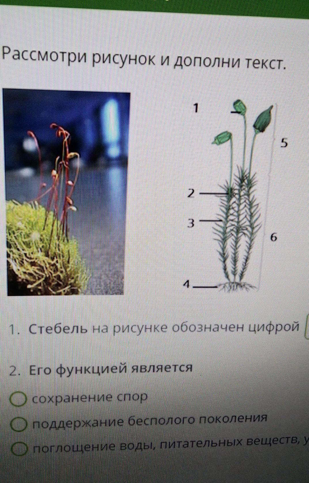 Дано изображение цветка рассмотри рисунок и дополни текст