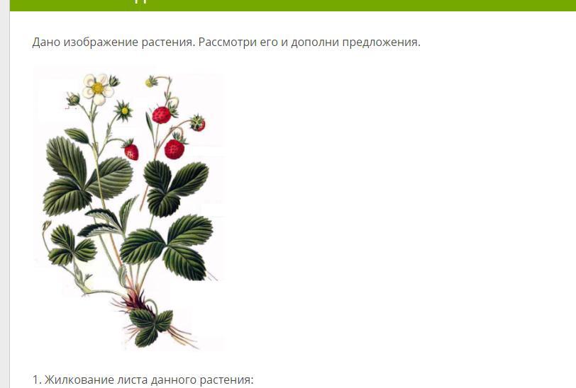 Рассмотри представленное на рисунке растение. Дано изображение растения рассмотри и дополни. Земляника Лесная жилкование. Дано изображение растения. Рассмотри его и дополни предложения.. Герань Тип жилкования.