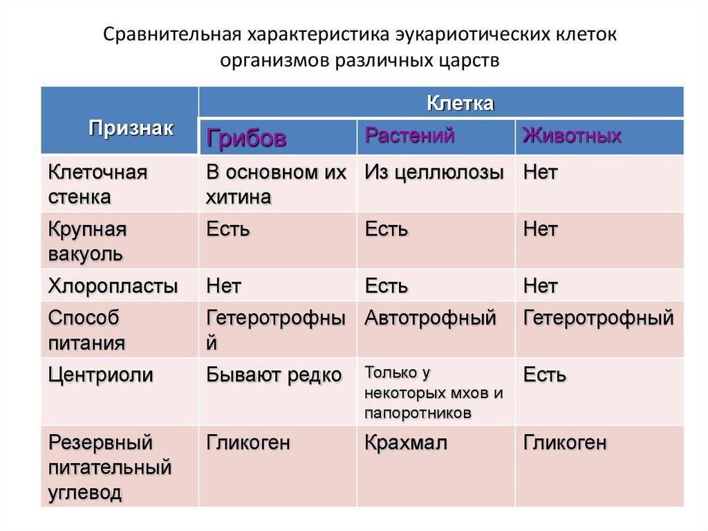 Общий план строения клеток грибов растений животных говорит о