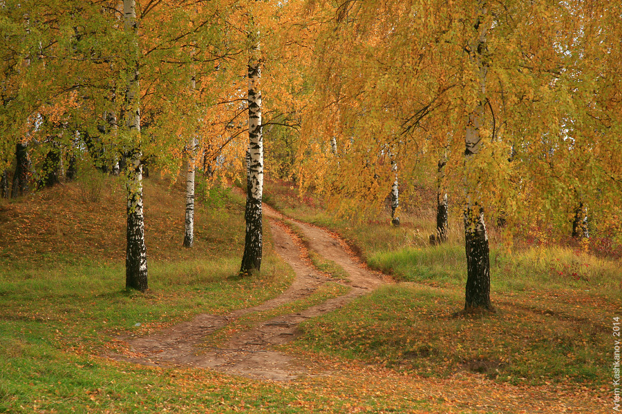 Прогулка в роще