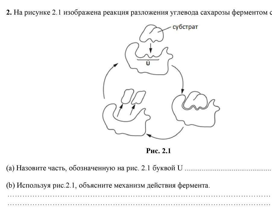 На рисунке изображена реакция