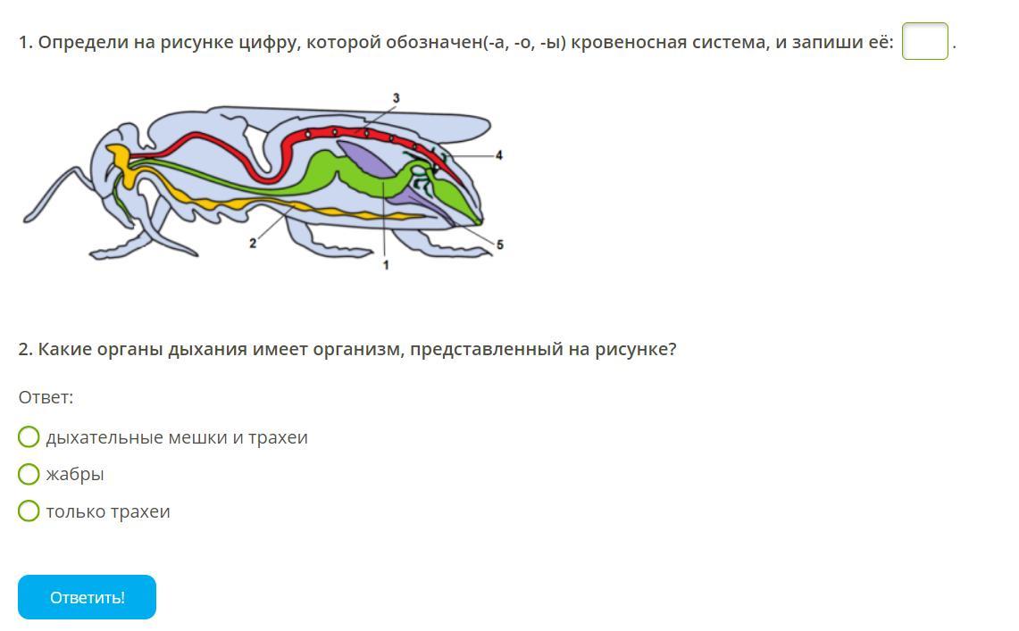 Тест по биологии кровеносная и дыхательная система. Рассмотрите рисунок что обозначено под цифрами 1 11 12 насекомые.