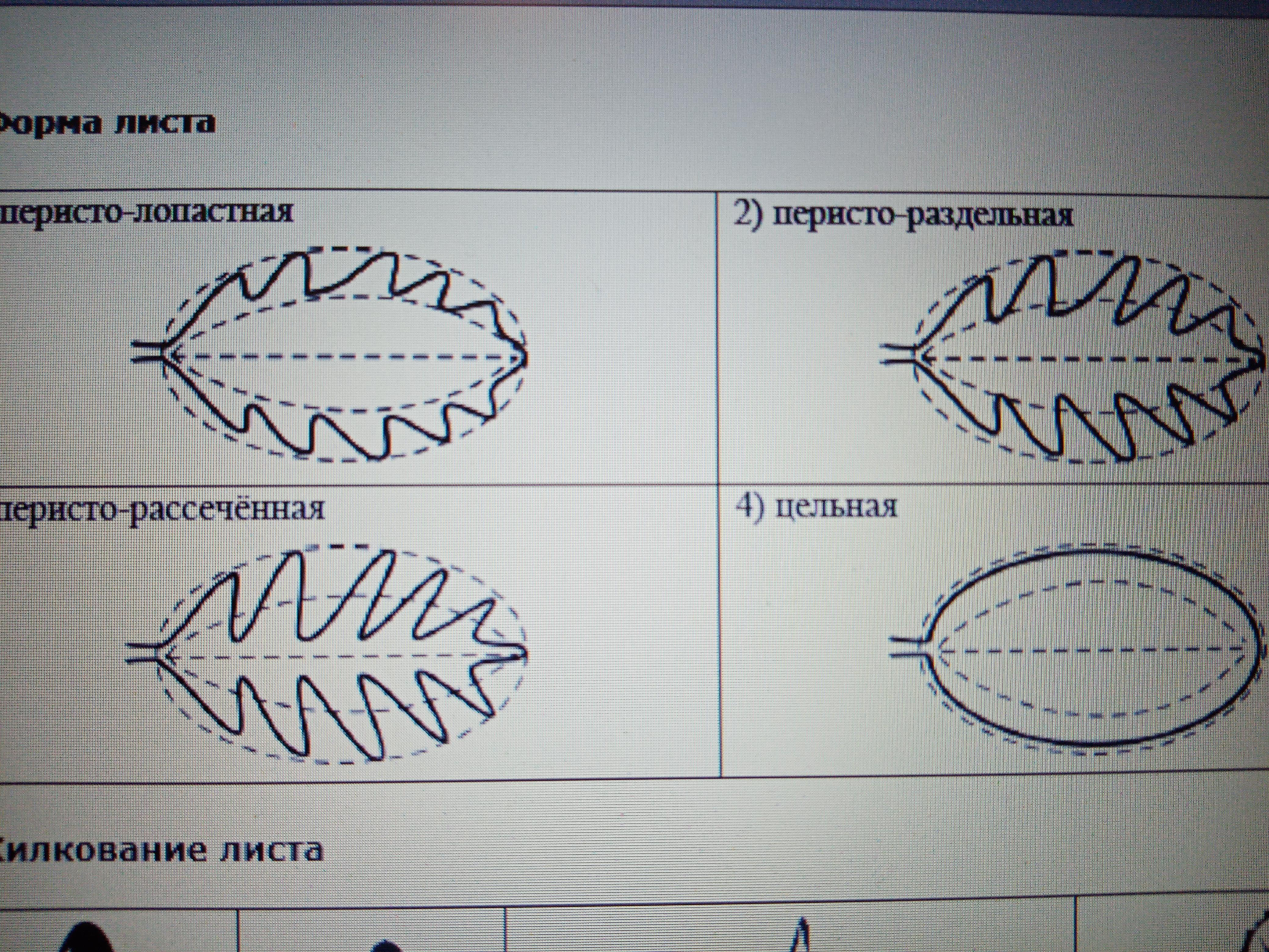 Рассмотрите изображение листа