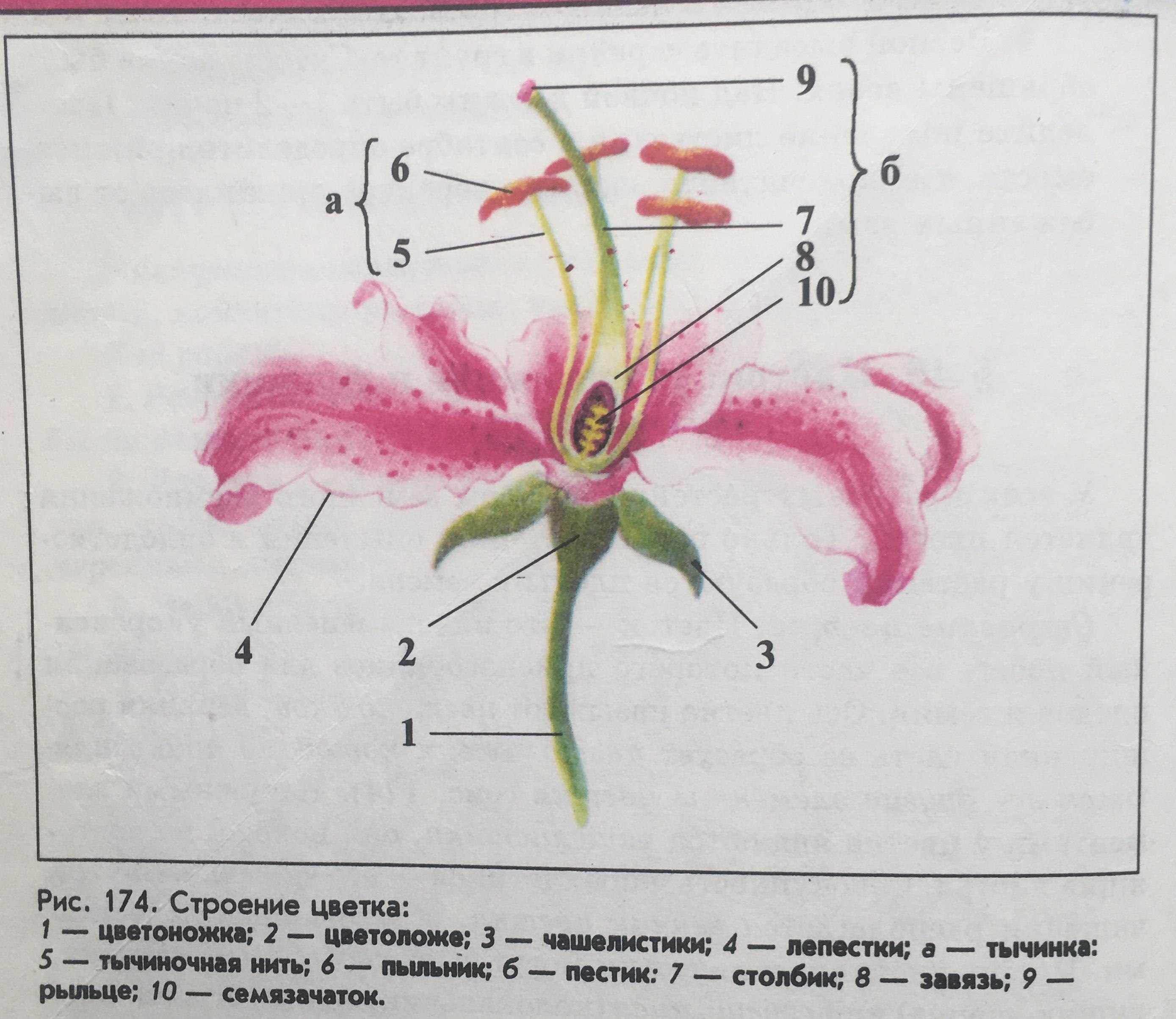 Покажите стрелками и подпишите на рисунке лепесток столбик завязь