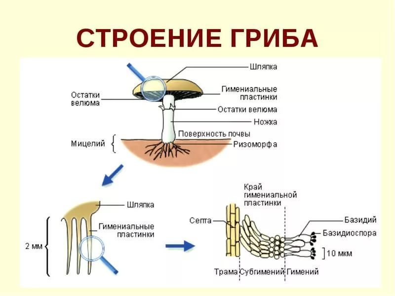 Грибы имеют корни. Строение шляпочного гриба строение. Рисунок схема шляпочного гриба. Строение гриба 11 класс биология.