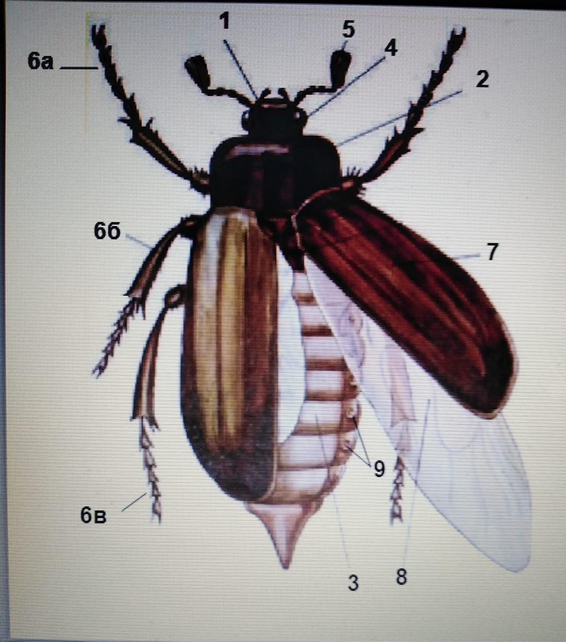Тело жука. Майский Жук подписать части тела жука. Систематика майского жука. Майский Жук превращениепараподиями. Подпишите части тела жука.