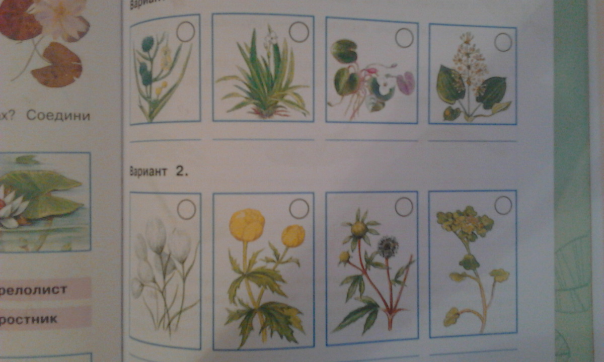 Знаешь ли ты растения пресных водоемов рассмотри изображения растений подпиши их названия 4 класс