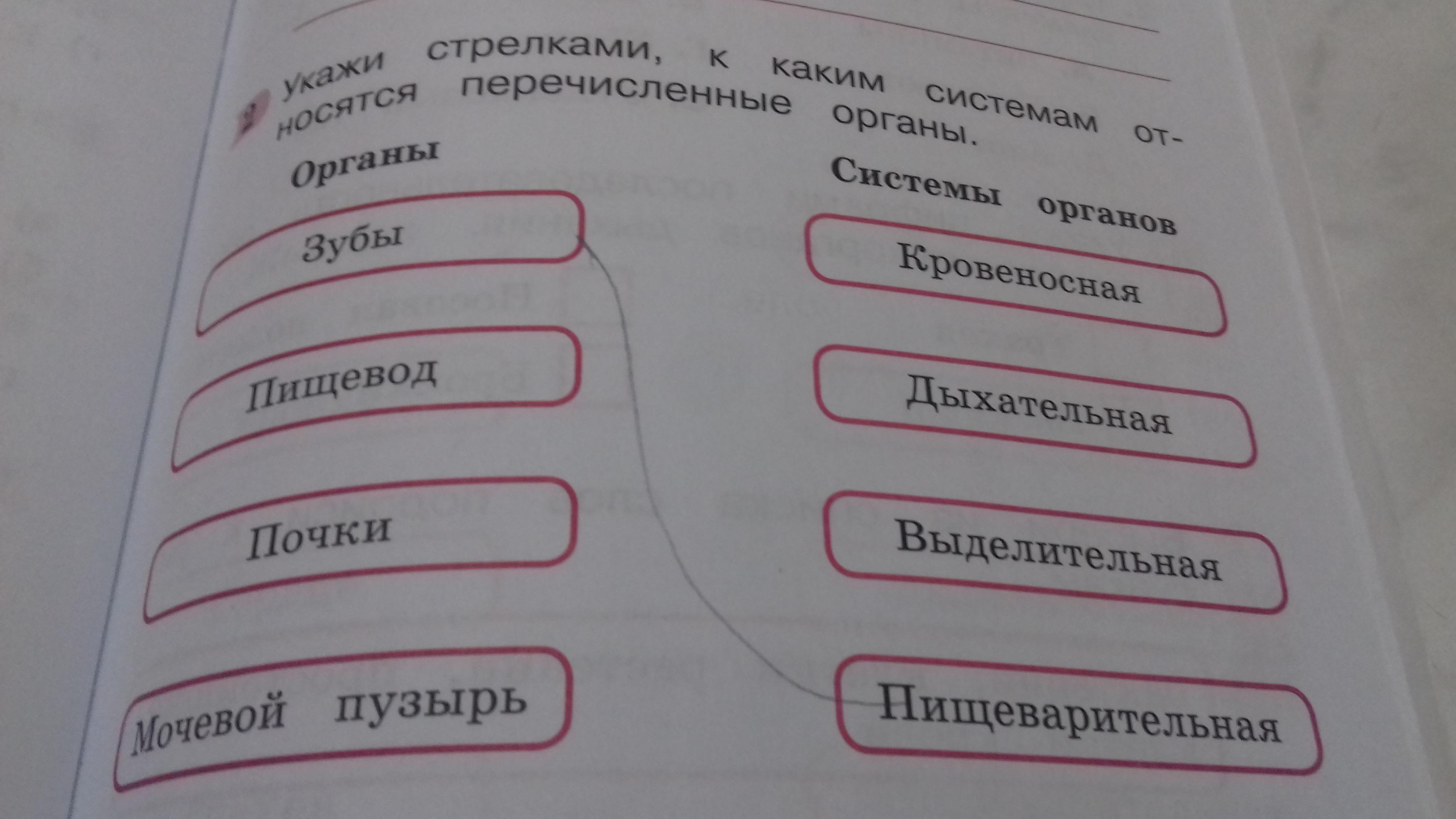 Какое из перечисленных описаний соответствует. Укажи стрелками к каким системам относятся перечисленные органы. К какой системе органов относятся зубы. Соедини стрелкой к какой системе относятся органы. Укажи стрелками к каким.