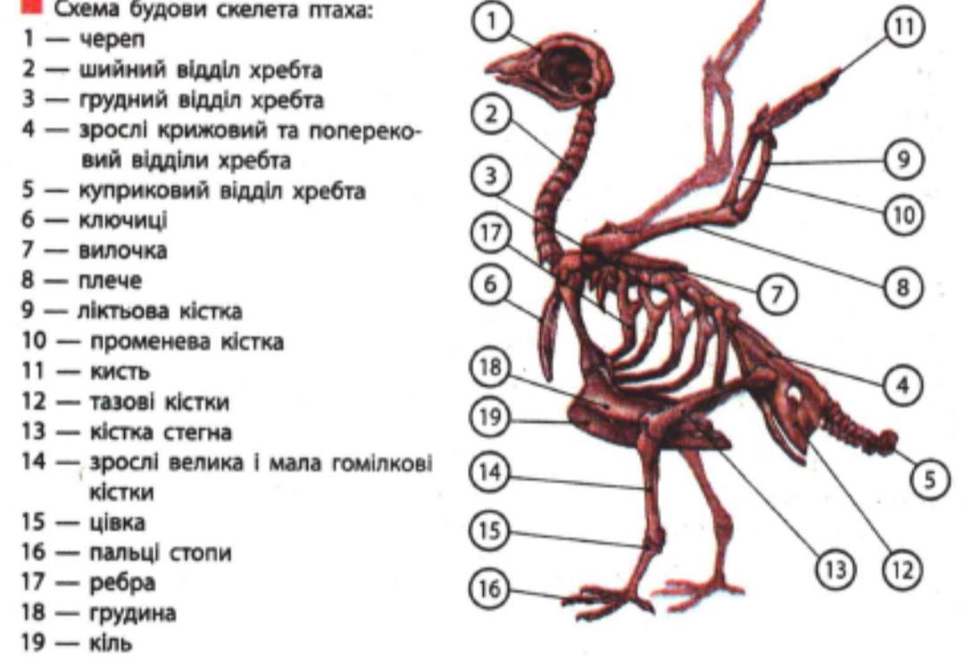 Скелет голубя