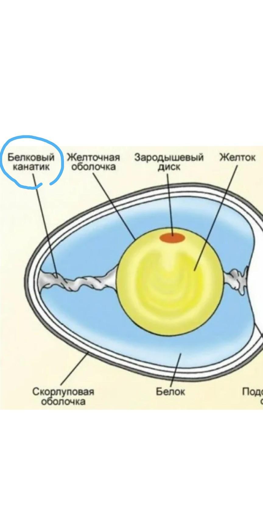 Через какое время яйцеклетка прикрепляется к стенке