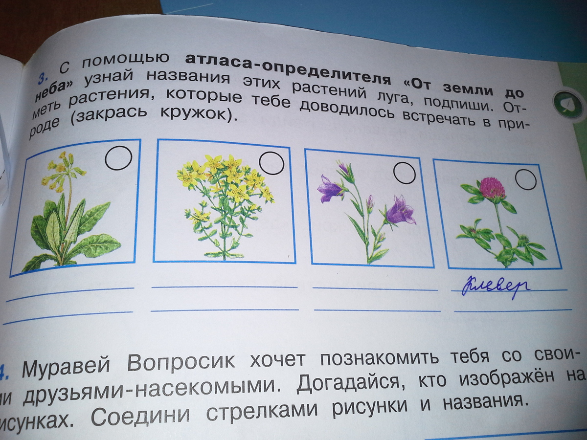 Растения чаще всего. Подпиши растения. Муравей вопросик хочет познакомить тебя. Тайга растения атлас определитель. Узнай комнатное растение Подпиши его название.