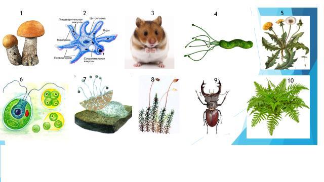 Тест 5 класс организмы тела живой природы. Определите организмы по царствам. Многообразие живых организ. Разнообразие Царств живых организмов. Живые организмы биология.