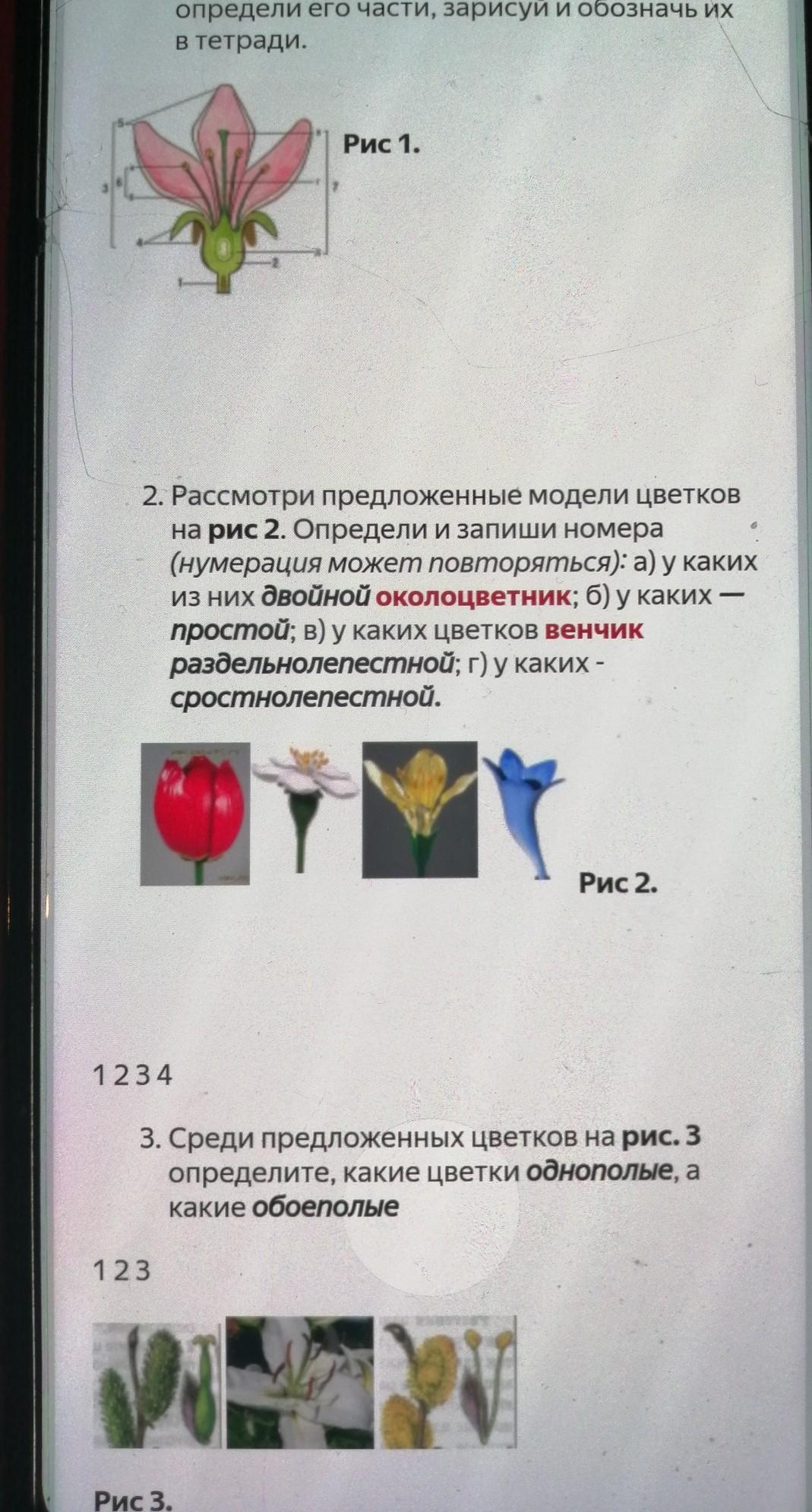 Определите несколько растений весенних цветников запиши их названия нарисуй 2 3