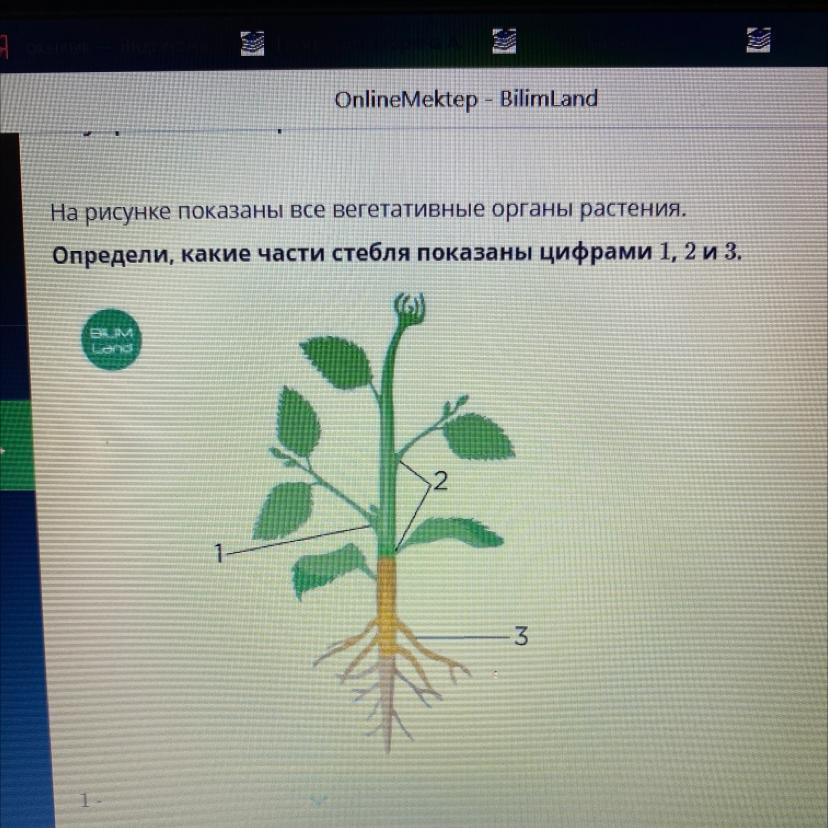 Какой орган растения изображен на рисунке. Какие органы показаны на рисунке растения. Вегетативные органы растений 6 класс биология ответы. На каких рисунках изображены вегетативные органы растения?.