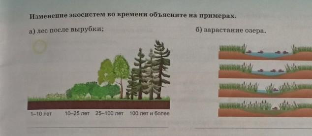 Примером смены экосистем. Лес после вырубки изменение экосистем. Изменение экосистемы вырубка лесов. Изменение экосистем во времени. Смена экосистем после рубки леса схема.