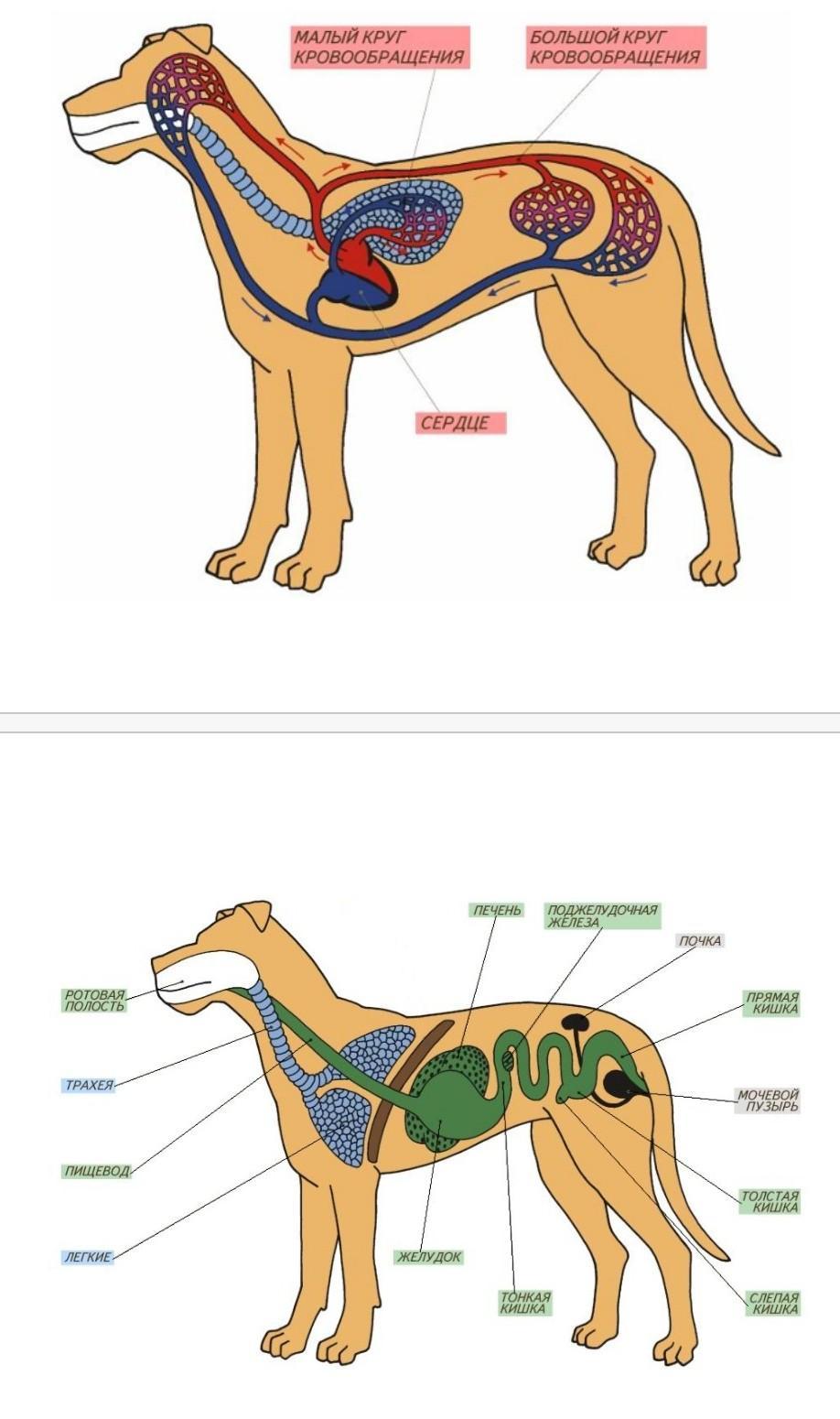 Строение собаки внутренние органы. Строение органов собаки. Внешнее и внутреннее строение млекопитающих. Внутреннее строение собаки. Внешнее строение собаки.