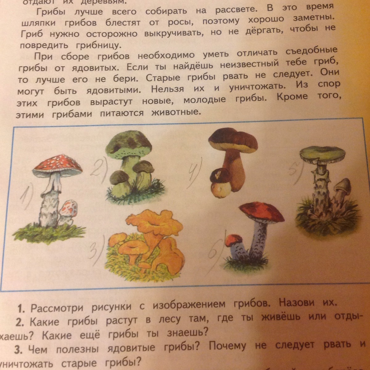 Окружающий мир рабочая тетрадь грибы. Рассмотри рисунки с изображением грибов. Рассмотри рисунки с изображением грибов назови их. Рассмотри картинки назови грибы. Рисунки грибов которые растут в августе.