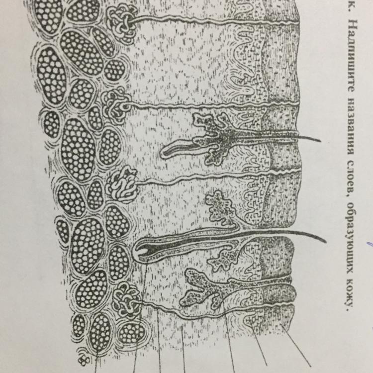Образующая кожа. Субэпидермальный слой. Название слоев образующих кожу. Рассмотрите рисунок. Надпишите названия слоев, образующих кожу.. Разрез кожи по Текстору.