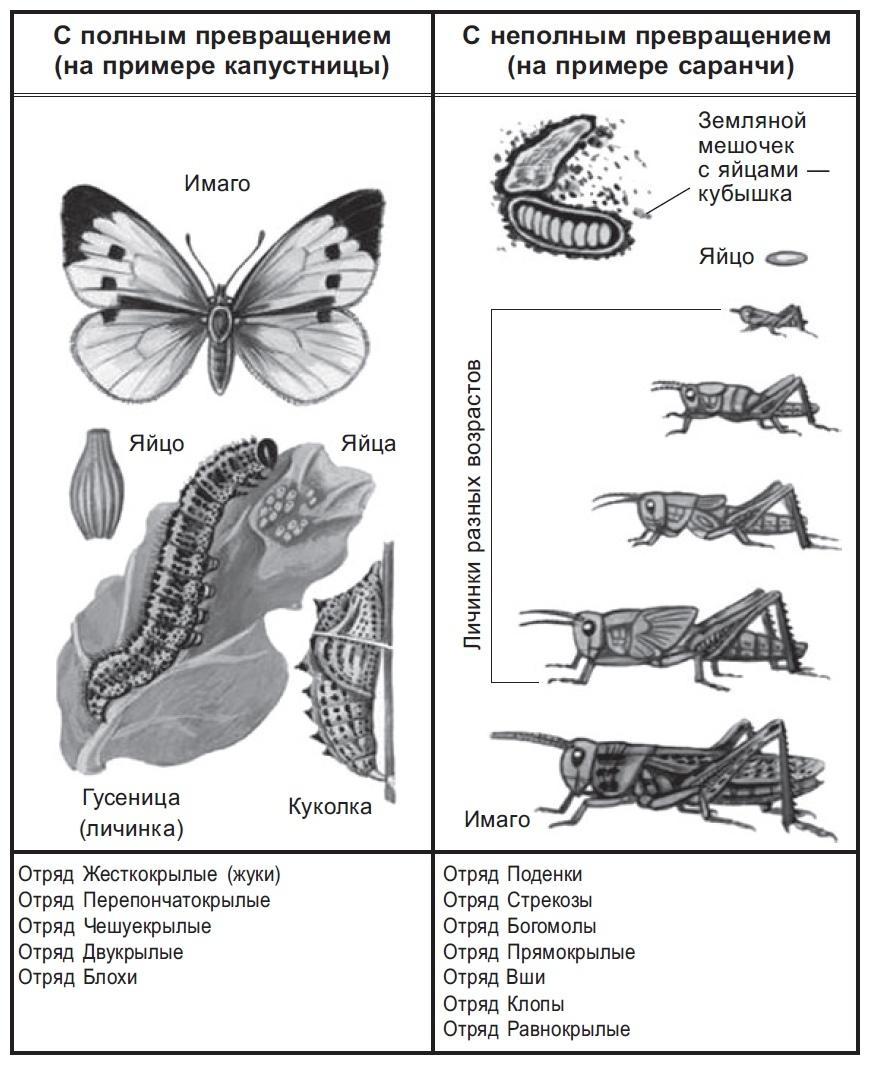 Какой тип развития характерен для сверчка домового изображенного на рисунке 1 обоснуйте свой ответ