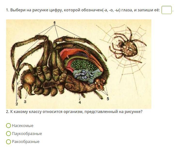 Запишите ответы на рисунке цифрами обозначены. Установи на рисунке цифру которой обозначается грудь. Выбери на рисунке цифру, которой обозначен(-а, -о, -ы) хелицеры ответы. Установи на рисунке цифру которой обозначен. Установи на рисунке цифру которой обозначен -а -о -ы глаза и запиши её.