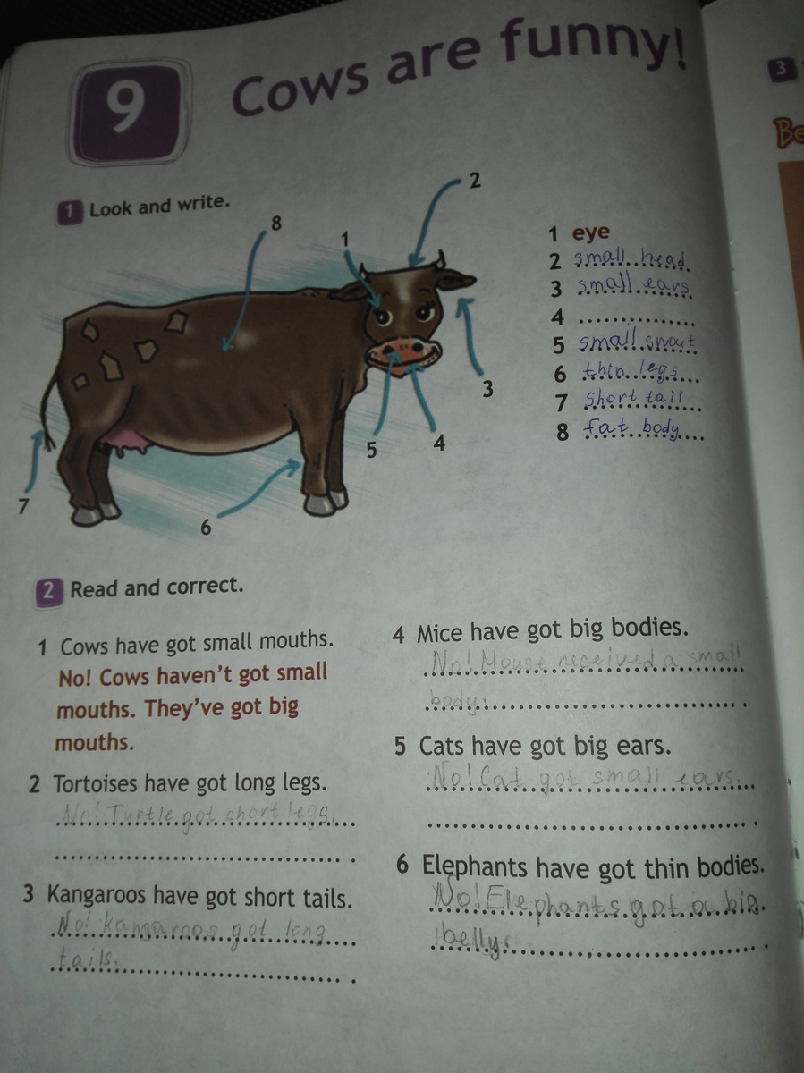Английский страница 38 номер 2. Английский read and correct. 3 Класс корова части на английском языке. Read and correct 3 класс. Read and correct 3 класс рабочая тетрадь.