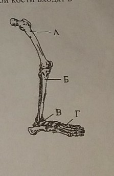 Какой буквой на рисунке обозначена кость. Какой буквой на рисунке обозначена бедренная кость. Под каким номером на рисунке обозначена бедренная кость. Бедренная кость на рисунке обозначена цифрой. Какой буквой обозначается бедренная кость.