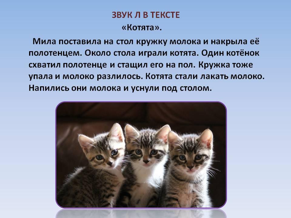 Презентация про кота 1 класс