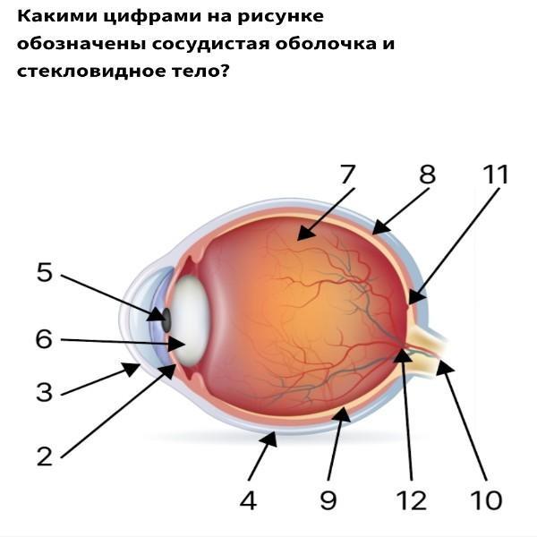 Сосудистая оболочка защищает