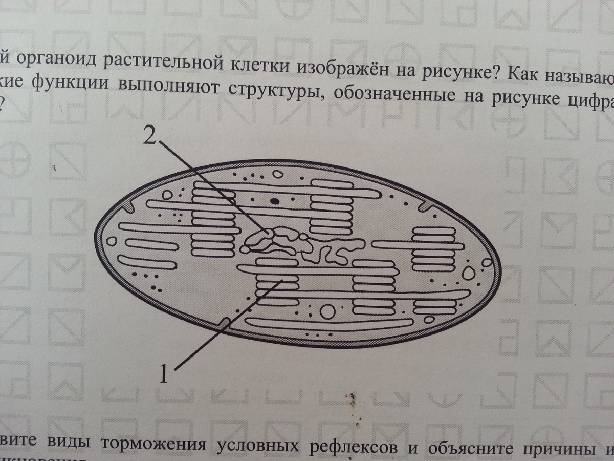 Рассмотрите два рисунка определите организмы обозначенные на рисунке цифрами 1 и 2