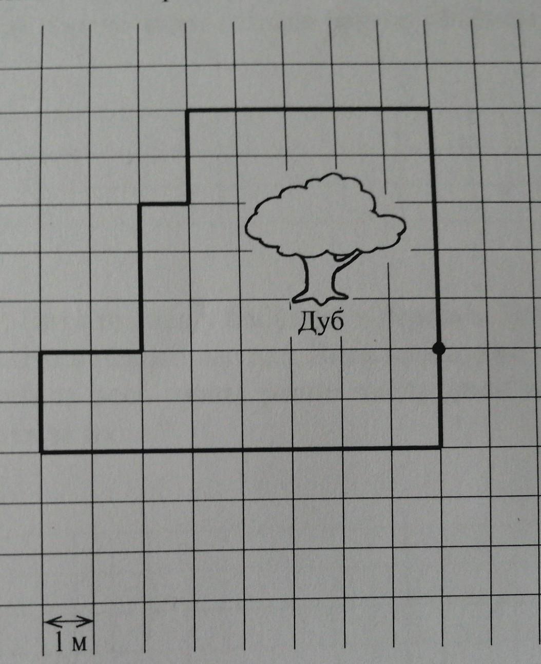 Найдите длину пути вокруг дуба. Ученый кот обошел вокруг дуба и вернулся в исходную точку. На рисунке изображена исходная. Рисунки по клеточкам квадраты. Рисунки в клетку 32 на 32.