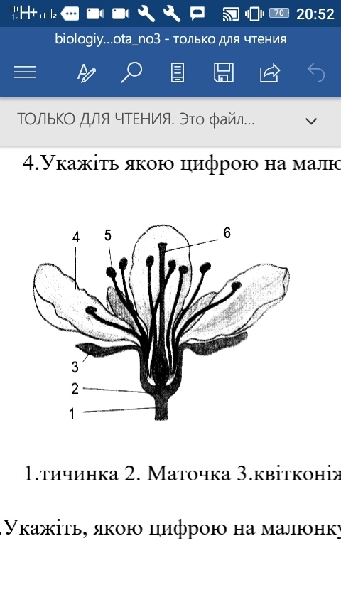 Какая из перечисленных частей цветка привлекает насекомых. Какой цифрой на рисунке обозначены чашелистики?. Цветоложе обозначено цифрой. Какой цифрой на рисунке обозначено цветоложе?. Изображение цветка пестики обозначено цифрой.