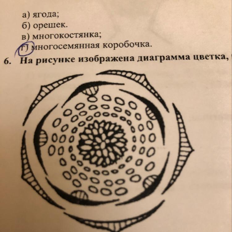 На рисунке изображена диаграмма. Диаграмма цветка мака. Чистотел диаграмма цветка. Диаграмма семейства маковых. Мак снотворный диаграмма цветка.